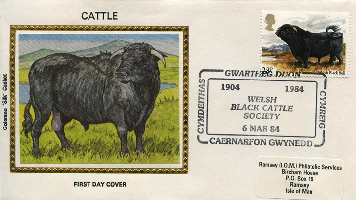 1984_Cattle_28_CSilk